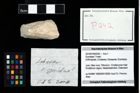 Foto (Objekt + Etikett) von Erymidae ? Indet.  (NHMW-GEO-2014-0194-0242)